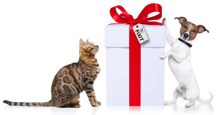 Chat cadeau