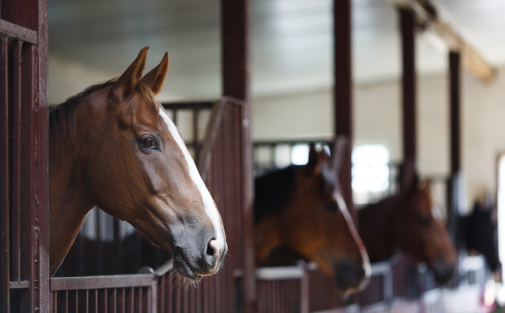 Horse In A Stable