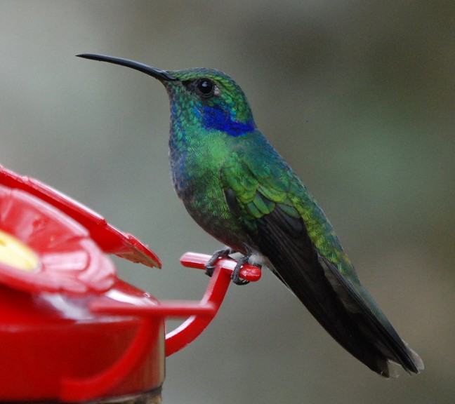 Disegno di Colibrì da colorare