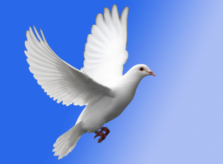 Dove