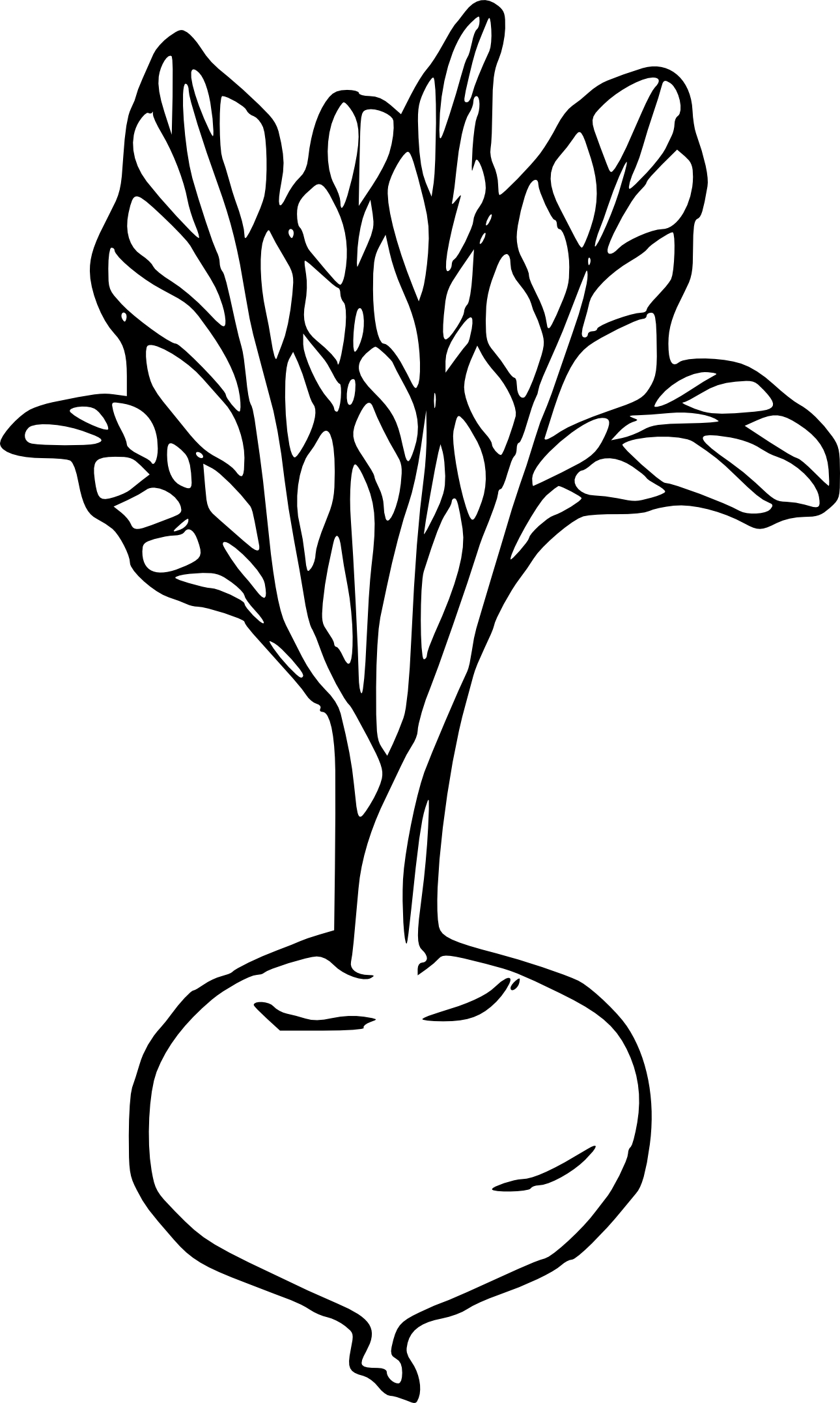 Beet coloring page