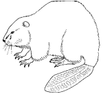 Beaver coloring page