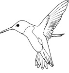 Disegno di Colibrì da colorare