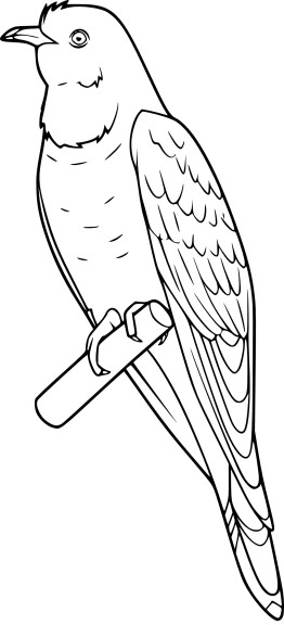 Cuckoo Bird coloring page 2