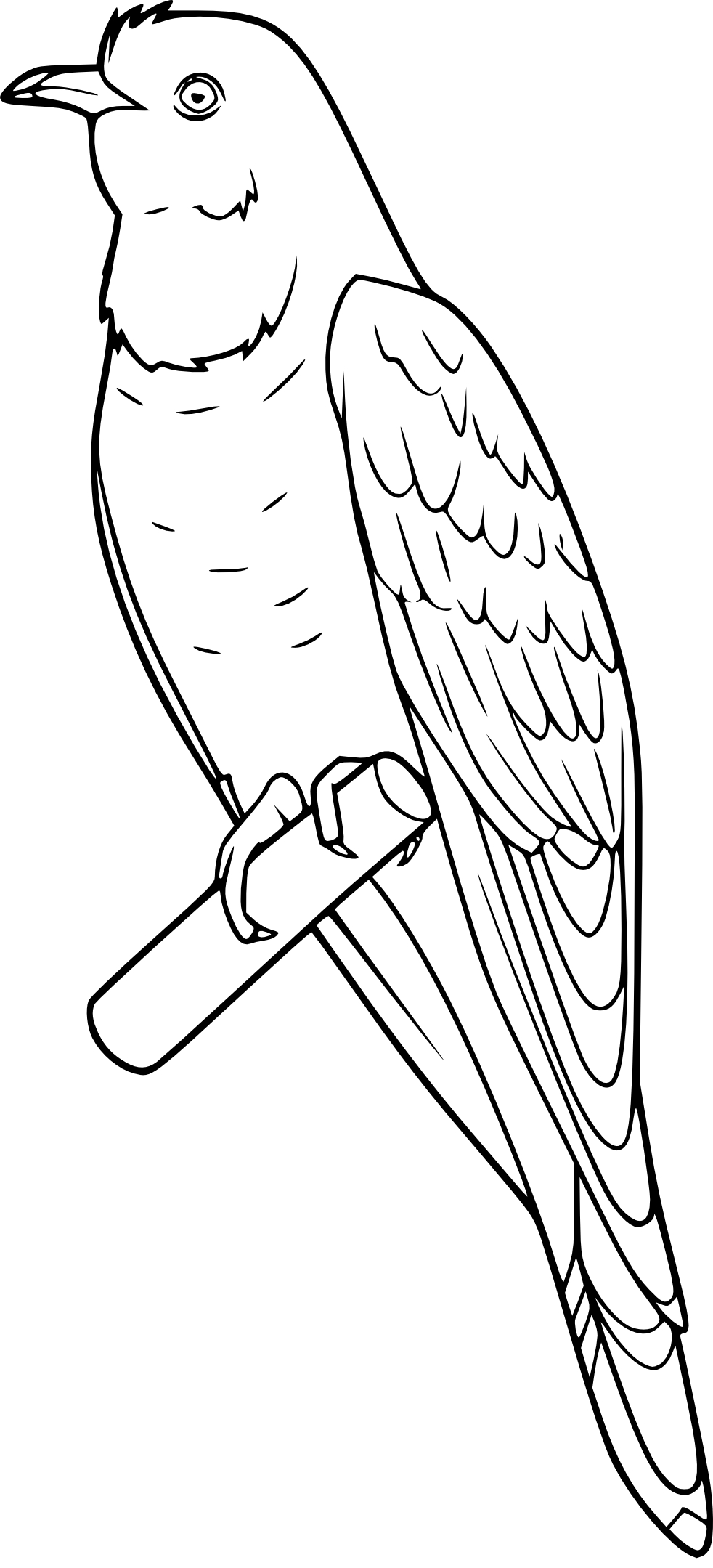 Cuckoo Bird coloring page 2