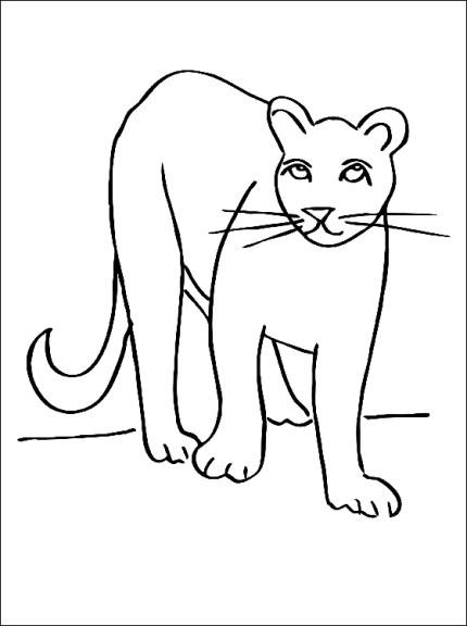 Disegno di Animale puma da colorare