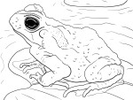 Coloriage crapaud