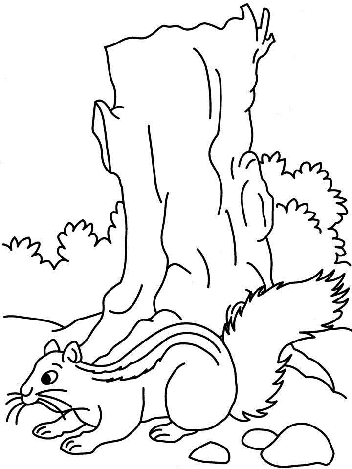 Squirrel coloring page