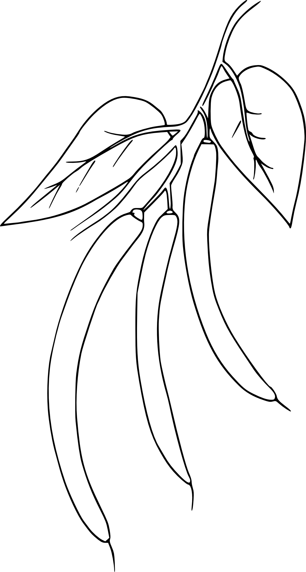 Beans coloring page