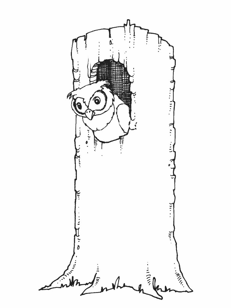 Owl In A Tree coloring page