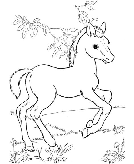 Young Cute Horse coloring page