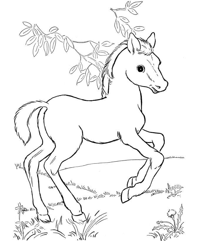 Young Cute Horse coloring page
