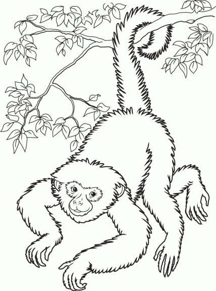 Coloriage singe poilu