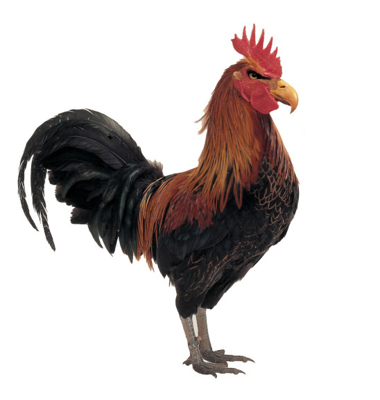 Rooster