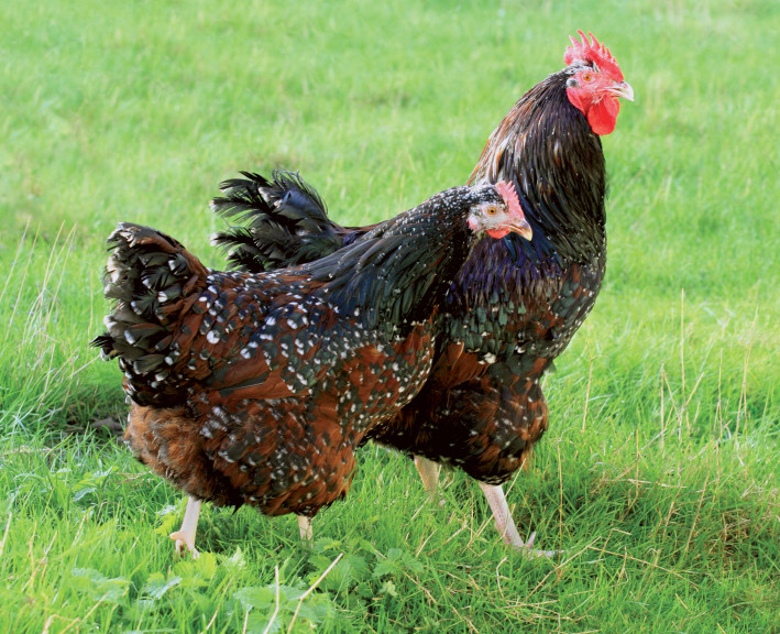 Disegno di Il gallo della fattoria da colorare