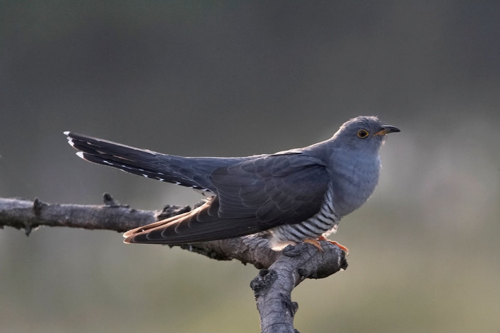 Coucou oiseau