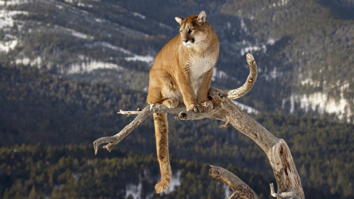 Cougar Animal