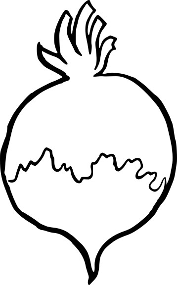 Beet drawing and coloring page