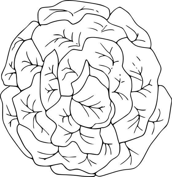 Lettuce And Design coloring page