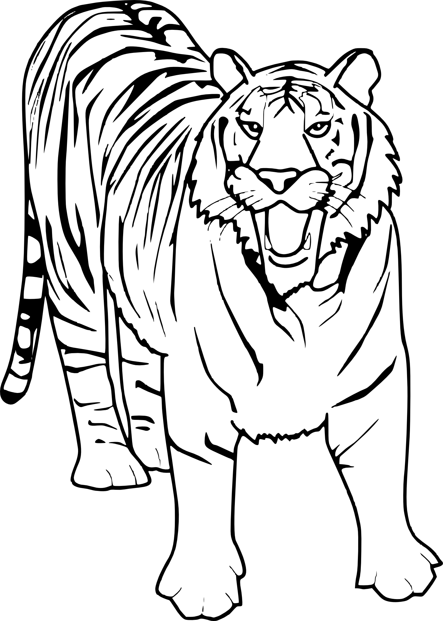Tiger drawing and coloring page