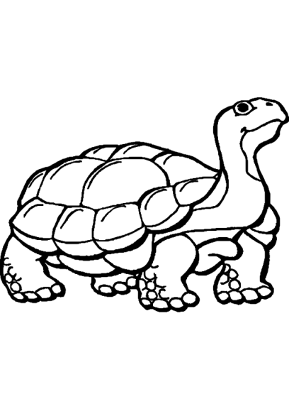 Turtle drawing and coloring page