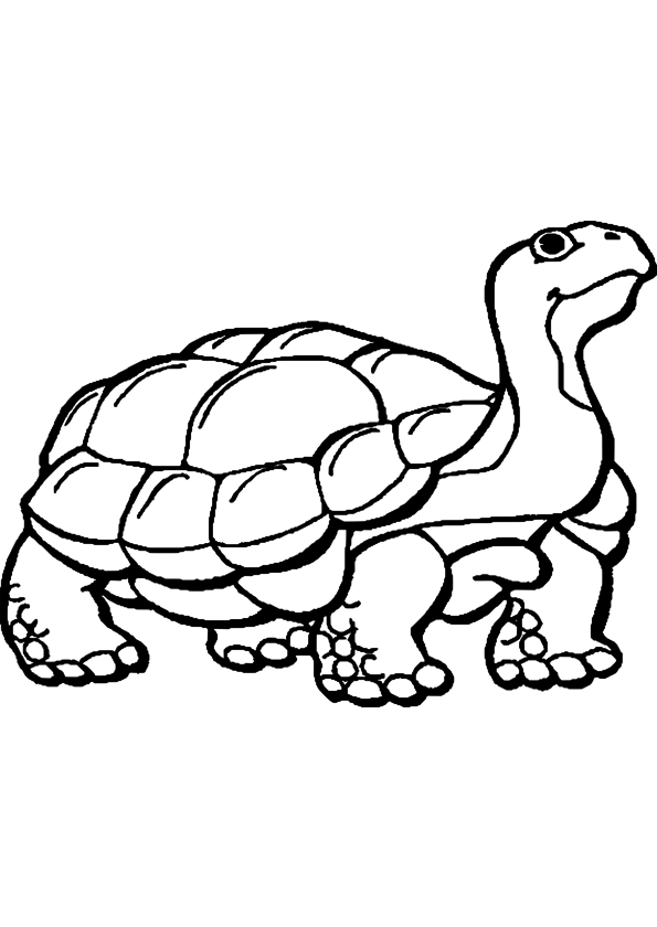 Turtle drawing and coloring page