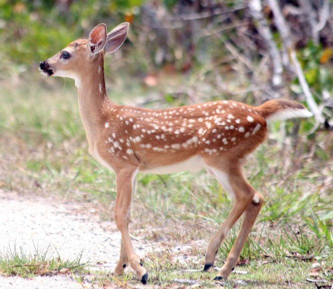 Fawn