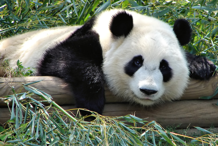 Grand panda