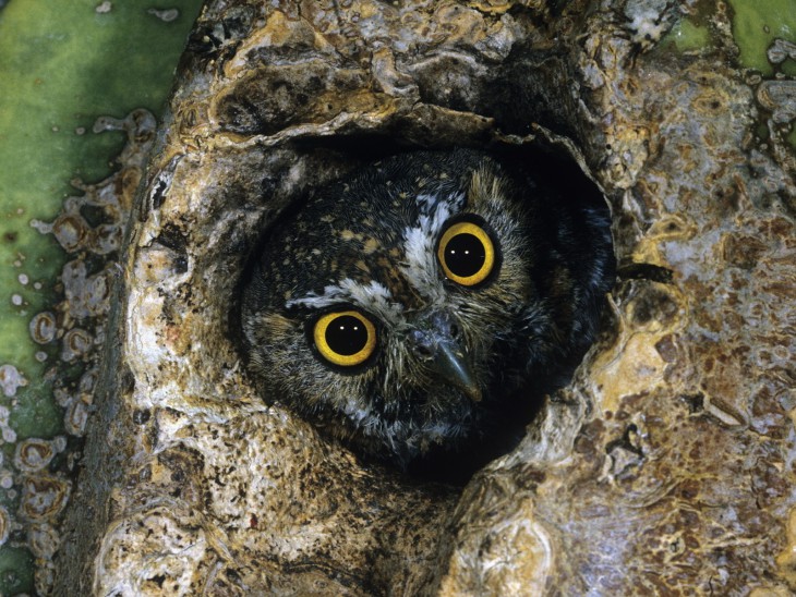 Hibou dans un arbre