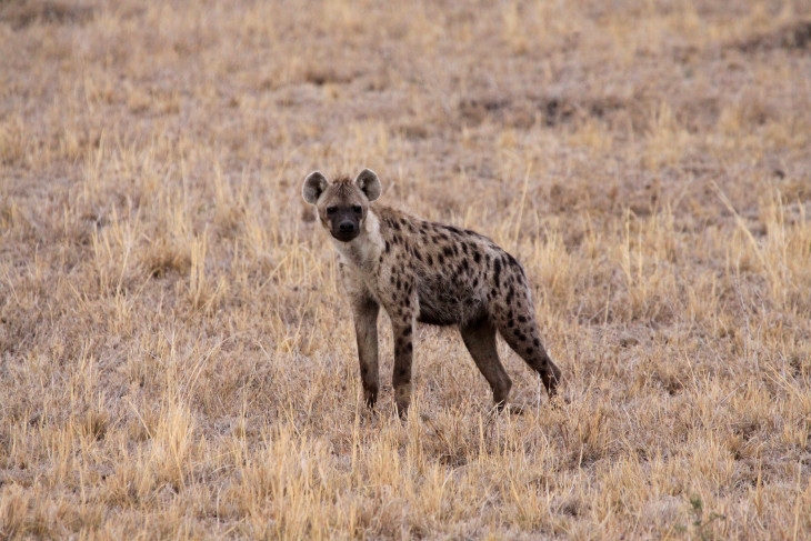 Hyena