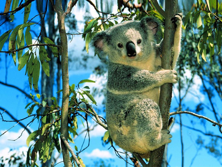 Koala arbre