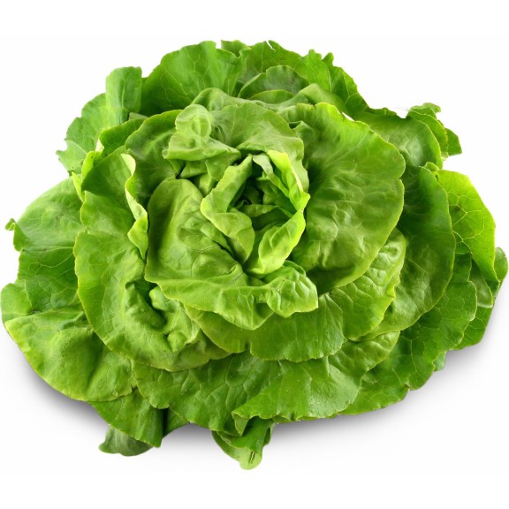 Lettuce