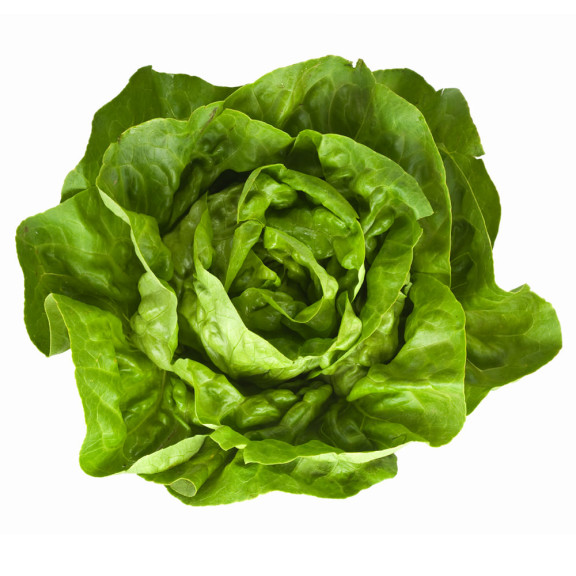 Lettuce And Design