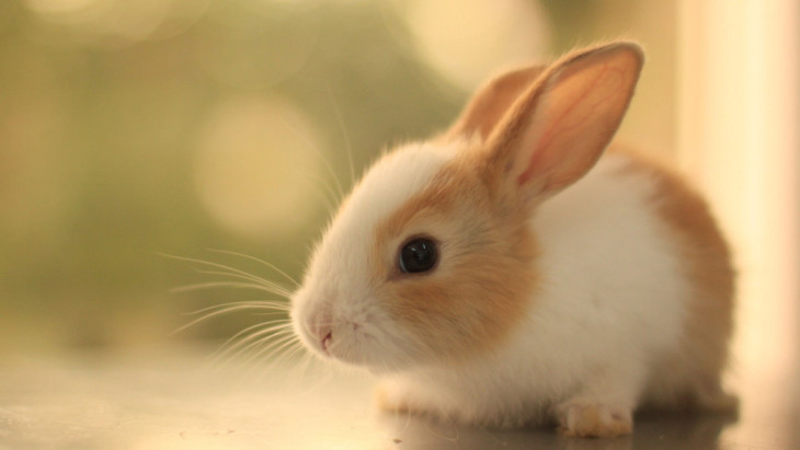 Free Cute Rabbit