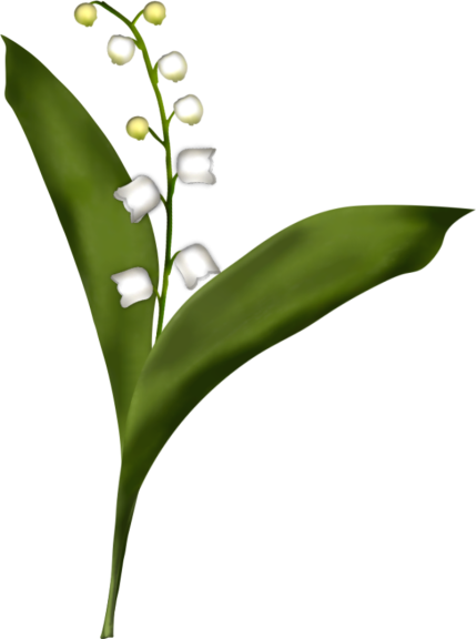 Lily Of The Valley