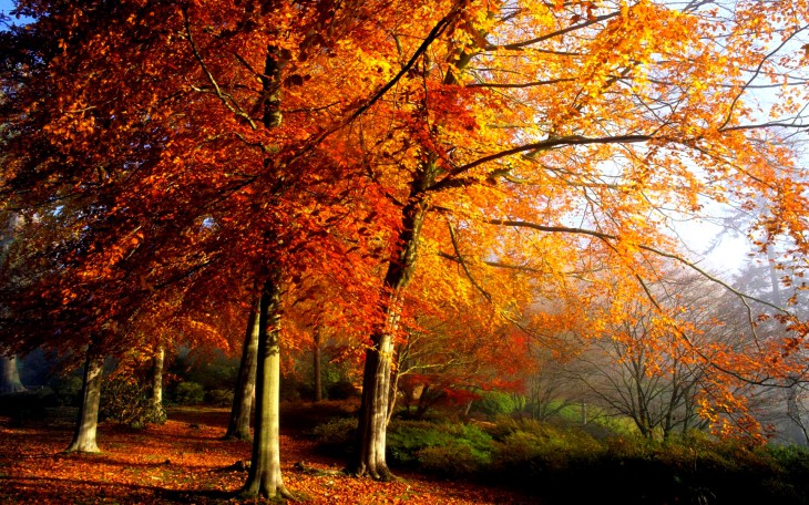 Nature automne