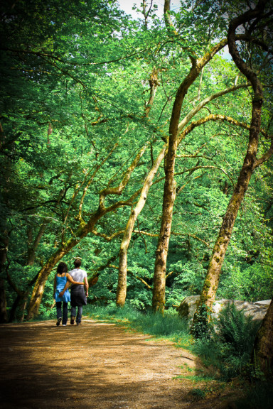 Promenade foret