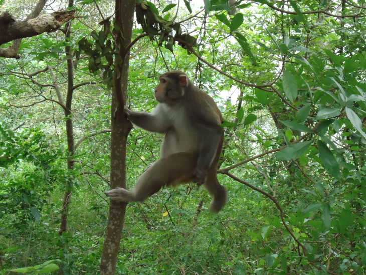 Singe arbre