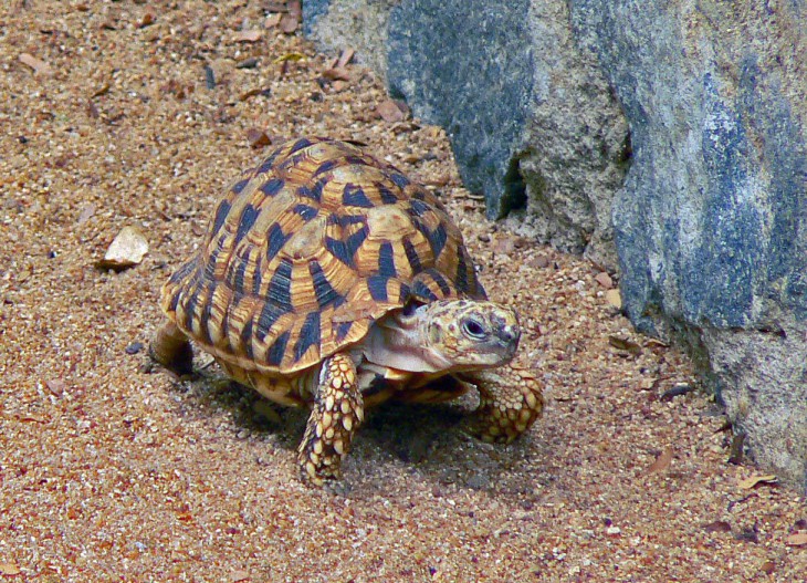 Tortue de terre