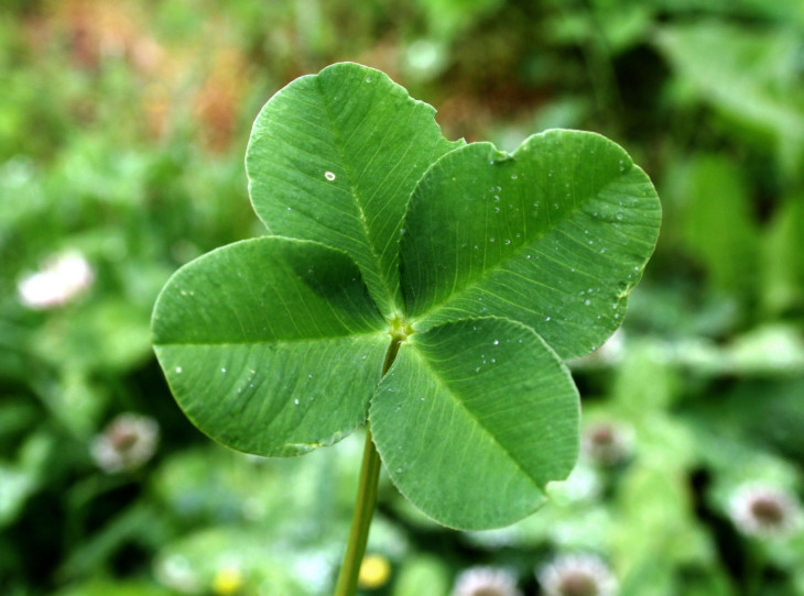 Four Leaf Trefoil