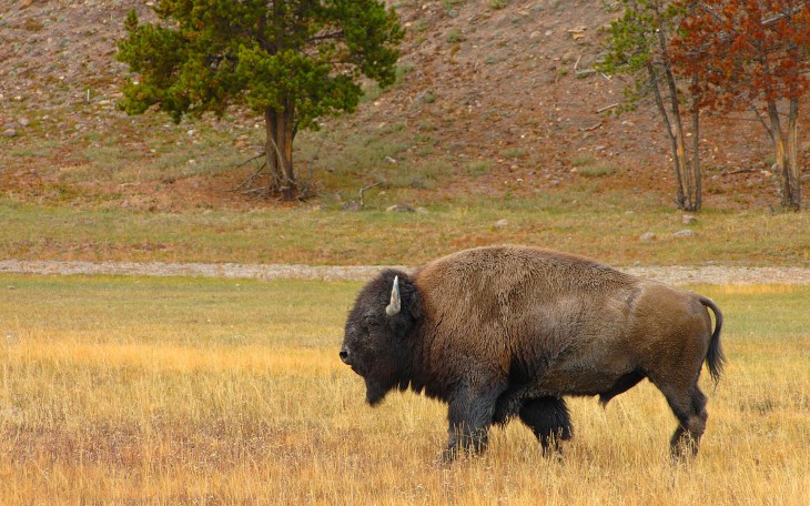 Bison dessin