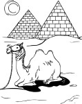 Free Camel coloring page