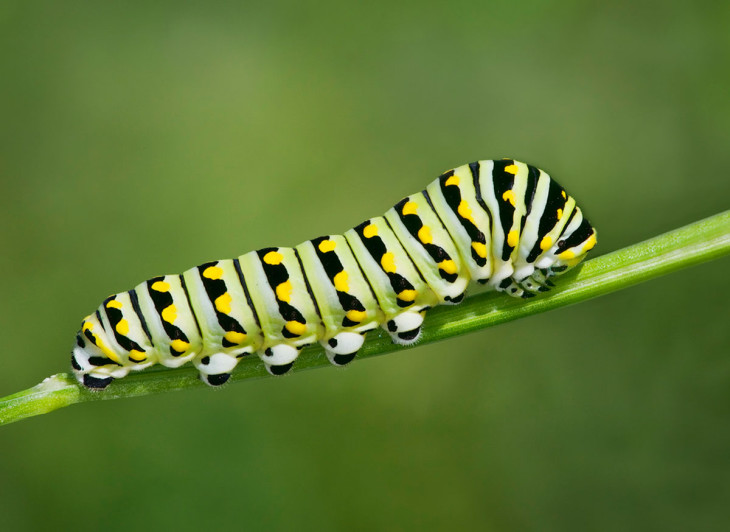 Disegno di Caterpillar da colorare