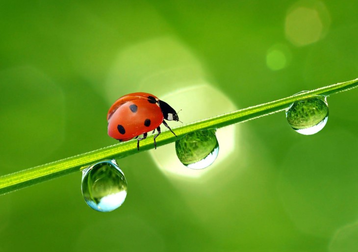 Ladybug