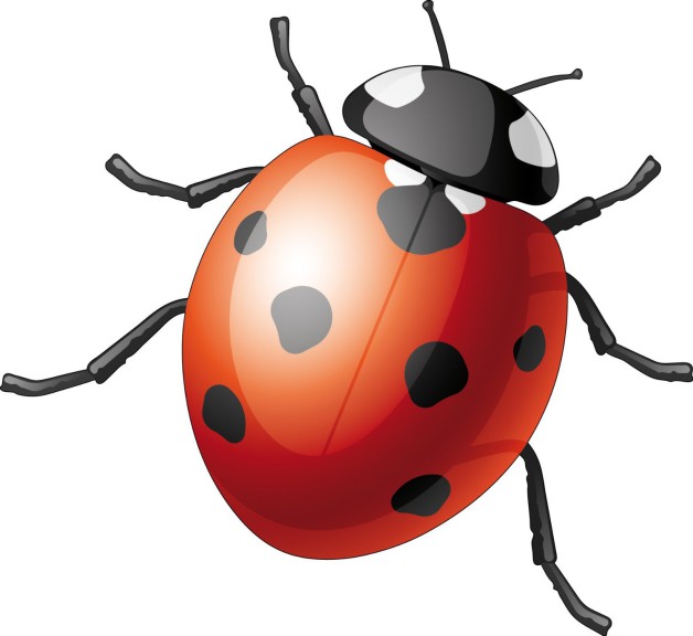 Coccinelle dessin