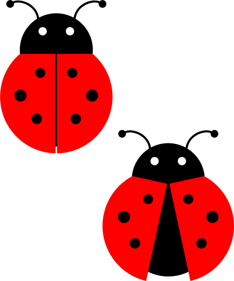 Ladybug drawing and