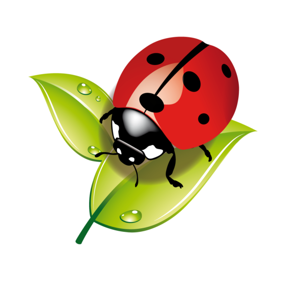 Kindergarten Ladybug