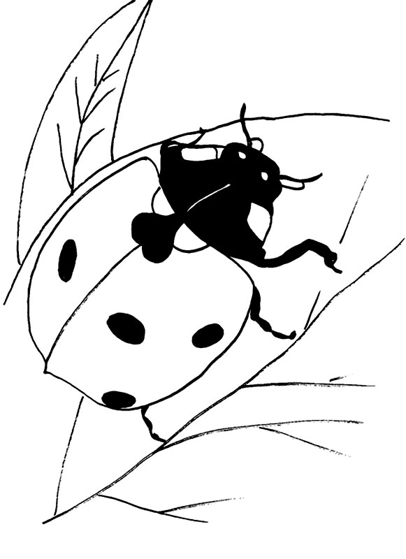 Disegno di Coccinella da colorare