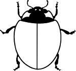 Disegno di Coccinella senza punto da colorare