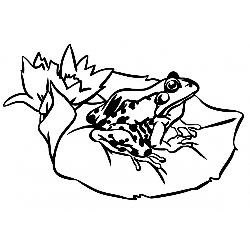 Nenuphar Leaf And Frog coloring page